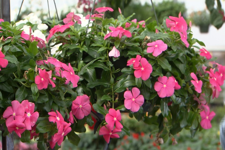 Hanging baskets offer unique perspectives