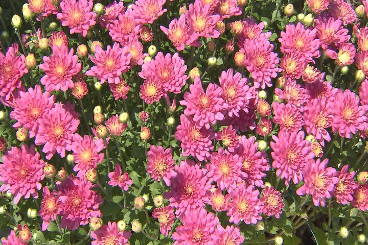 Garden mums are a symbol of fall 