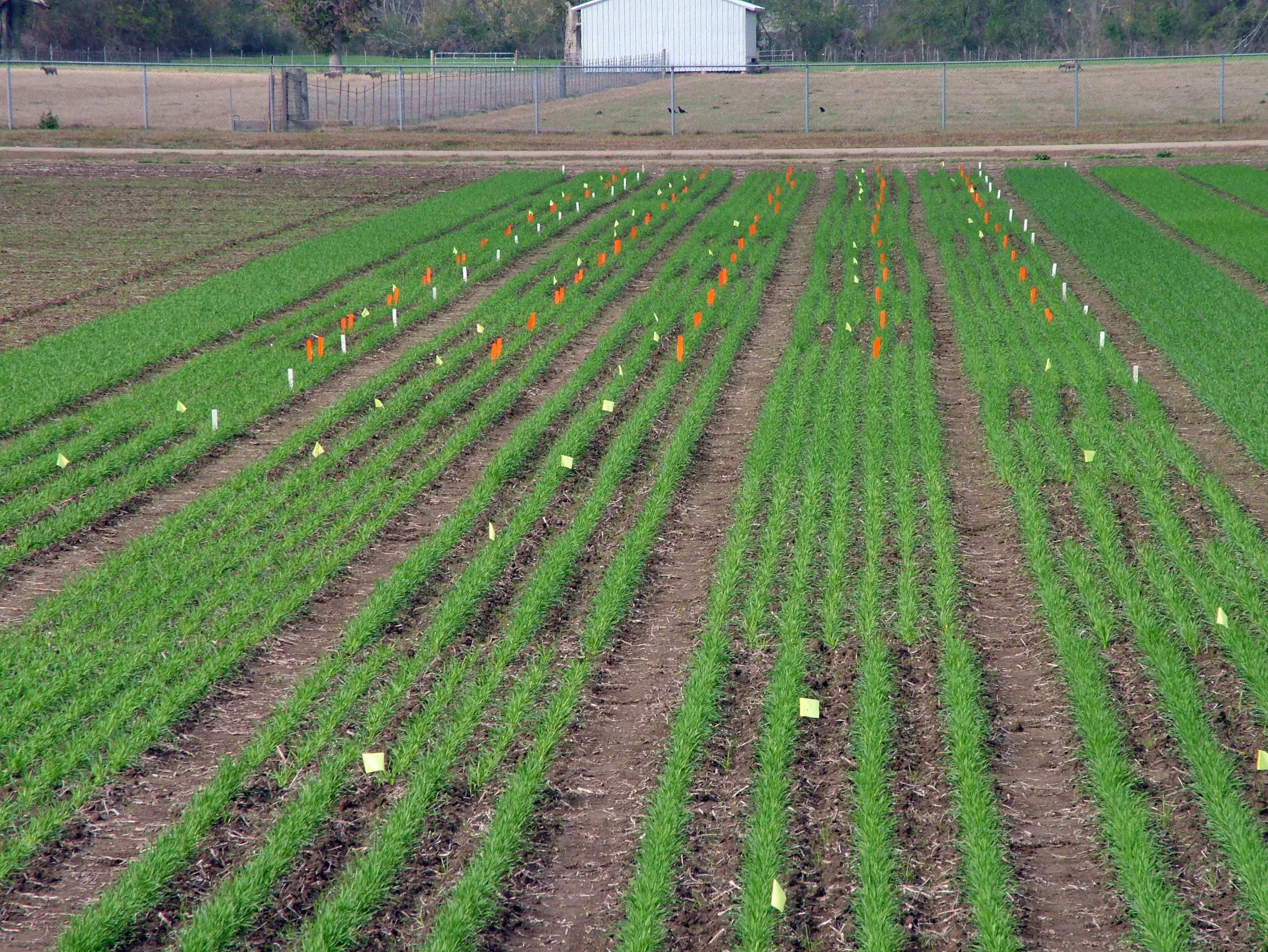 Influence of Raised Beds, Row Spacing and Seeding Rate on Production of Wheat on Alluvial Soil