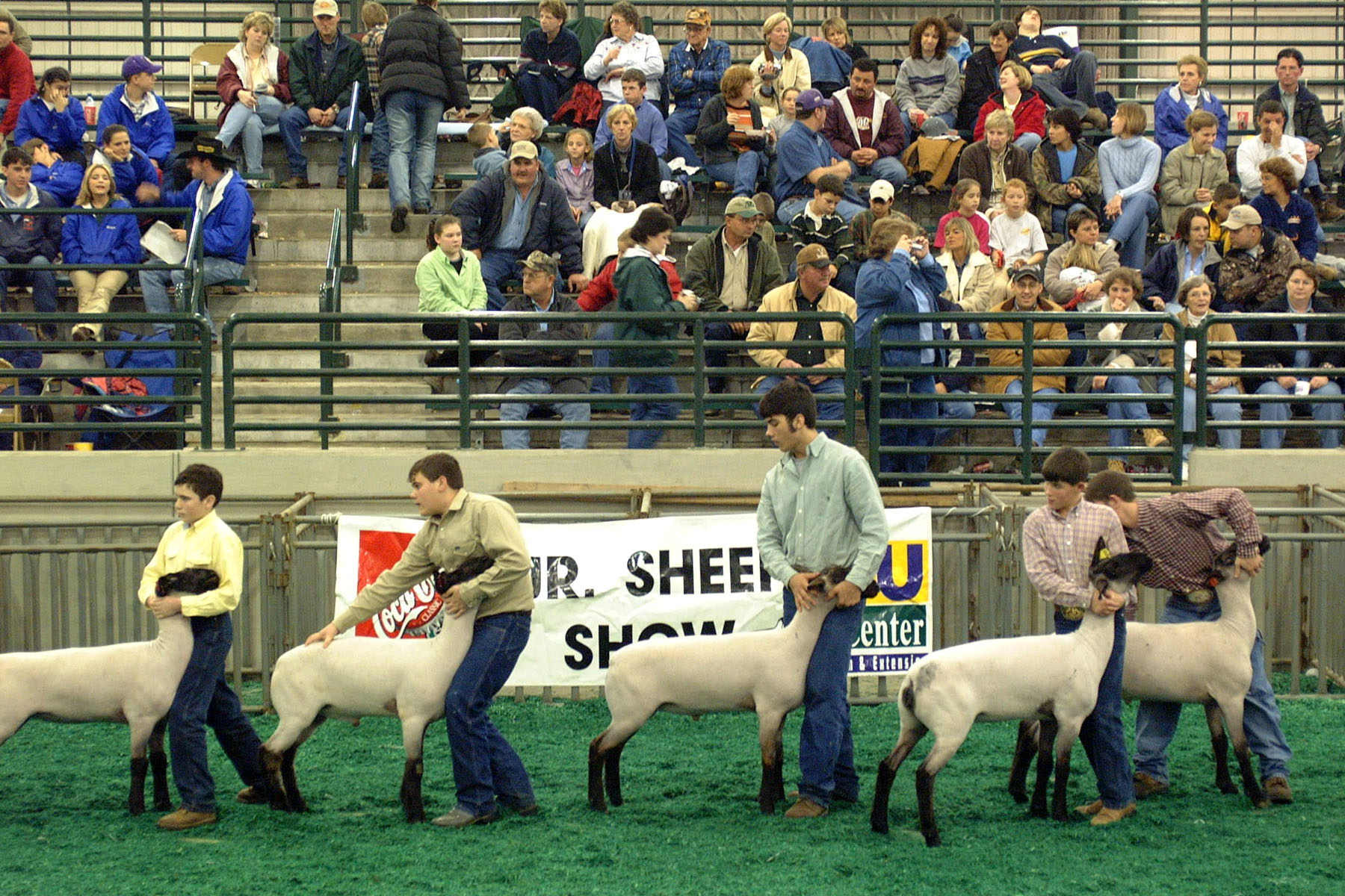 Sheep Show