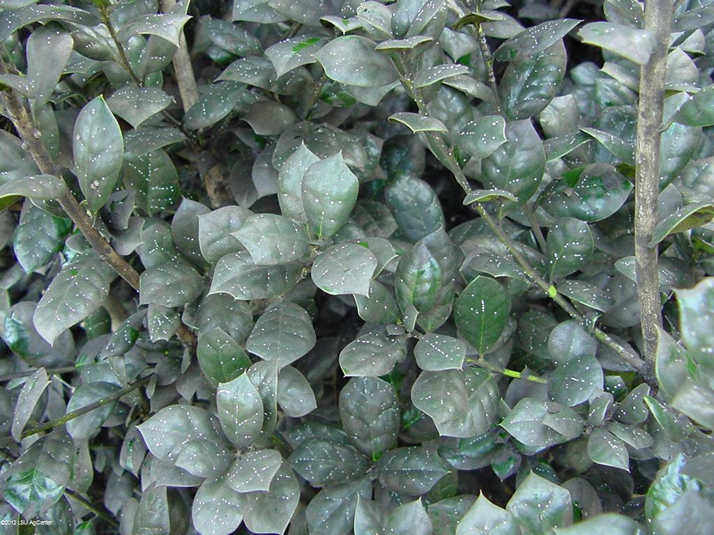 Insect pest gaining in south Louisiana