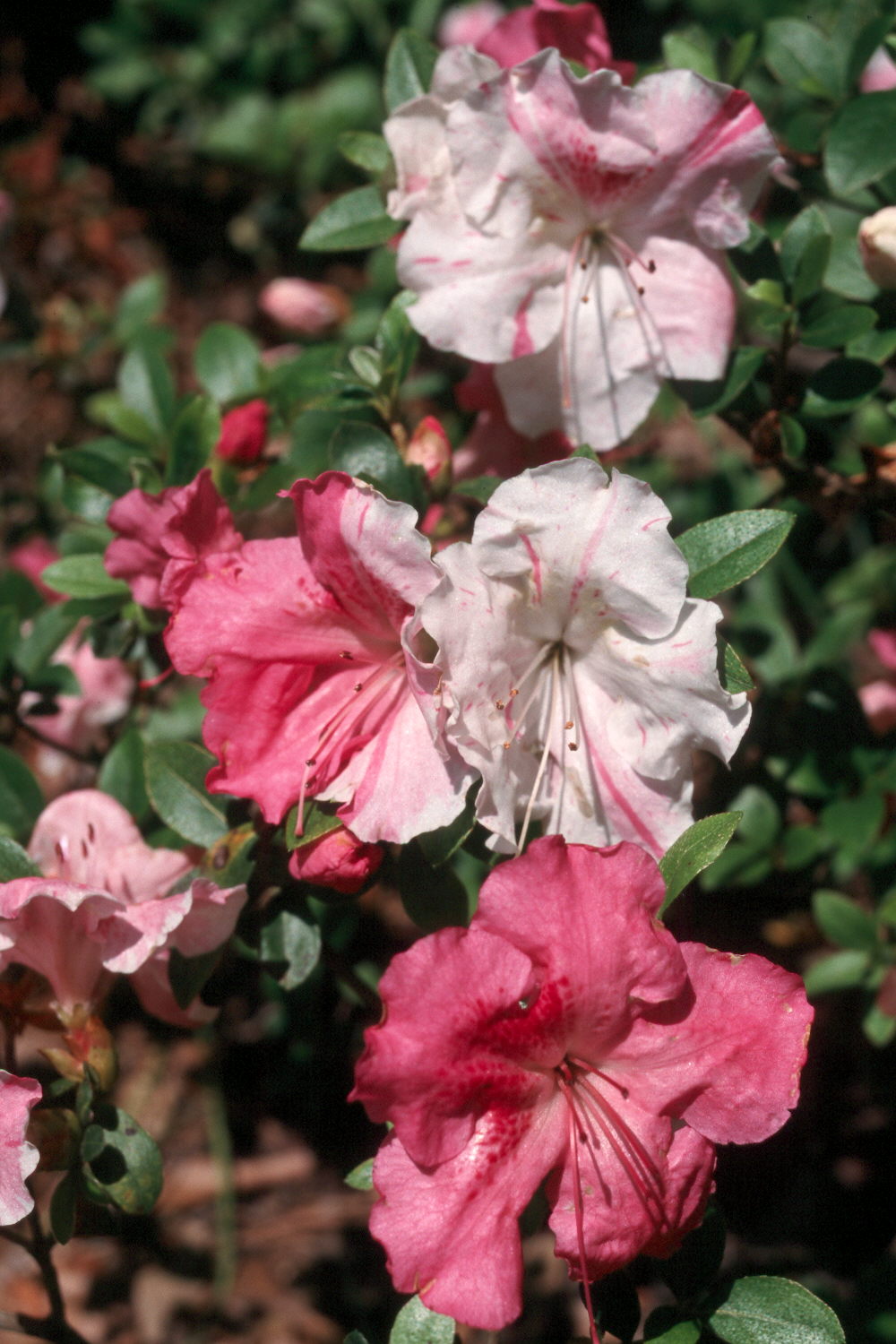 Conversation Piece azalea named Louisiana Super Plant