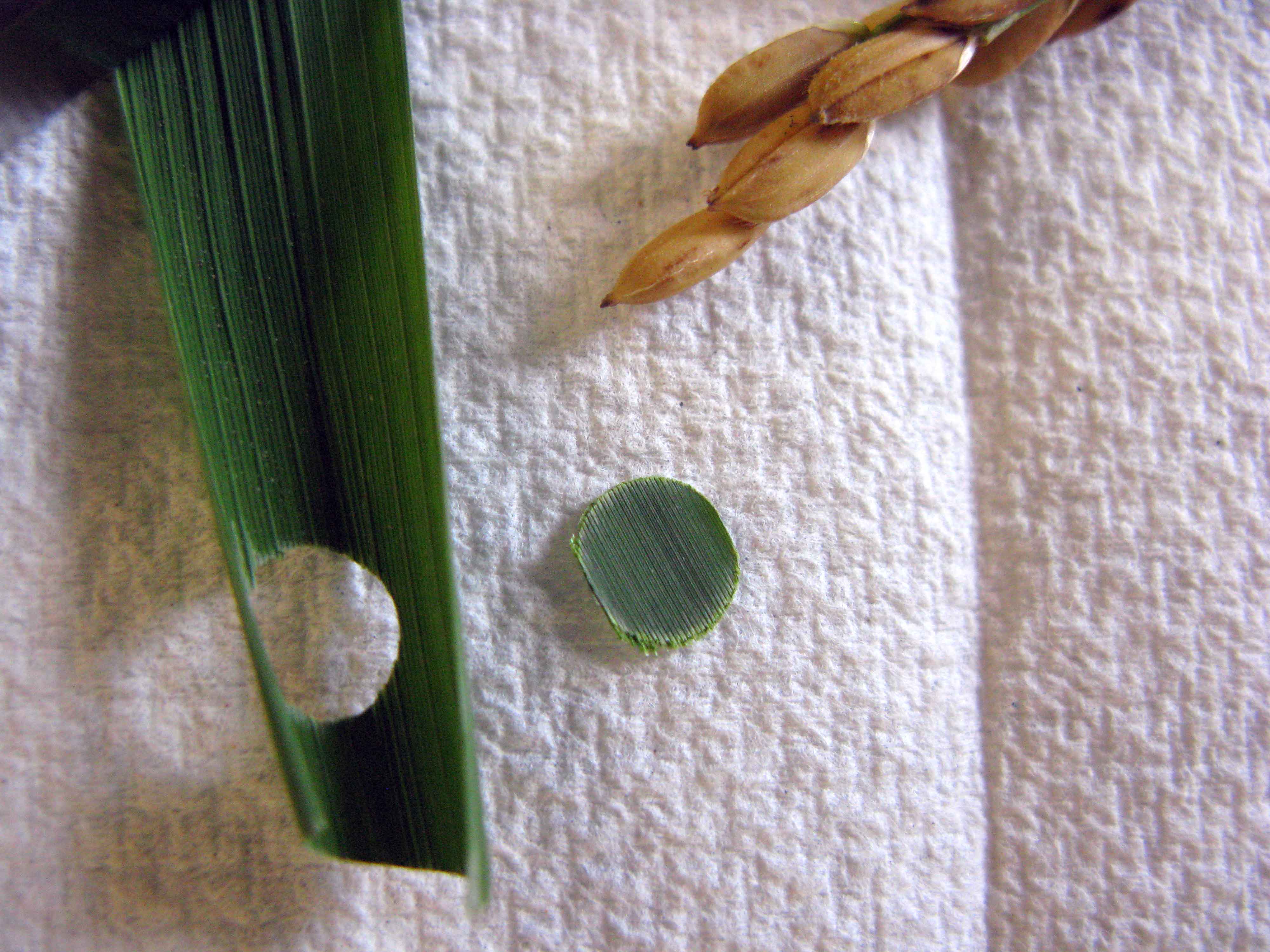 Molecular Marker: A Tool in Rice Variety Development
