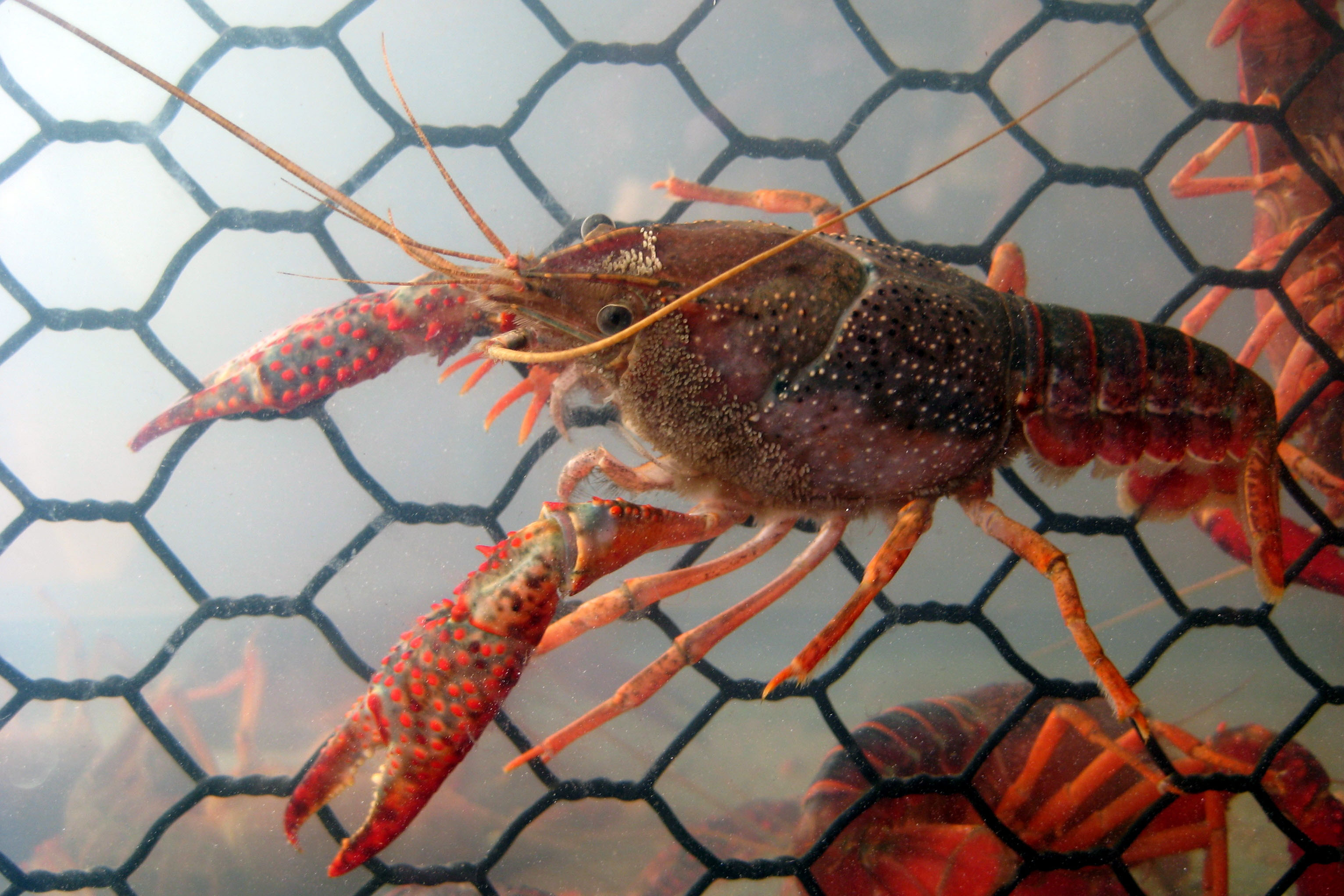 Supporting Louisiana Seafood Through a Land Grant and Sea Grant Partnership 