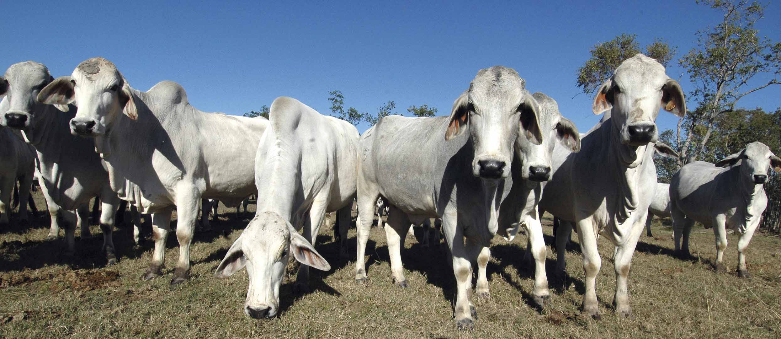 Effects of Pasture Stocking Rate and Method on Cow-Calf Production
