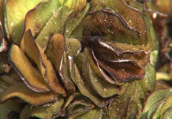 LSU art students make paper from invasive plants