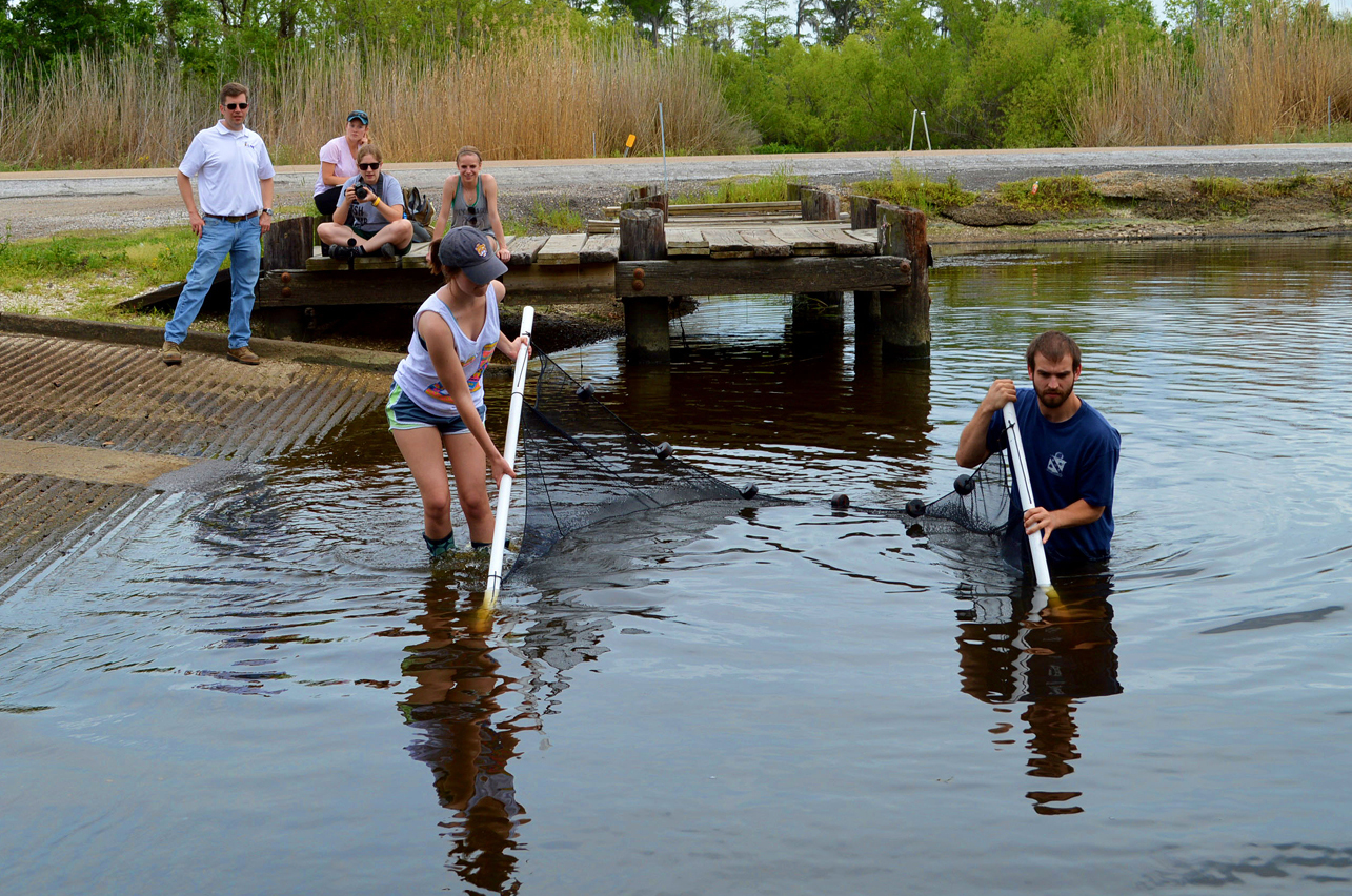 LSU College of Agriculture students Morgan Ducote and William Budnick seine for fish