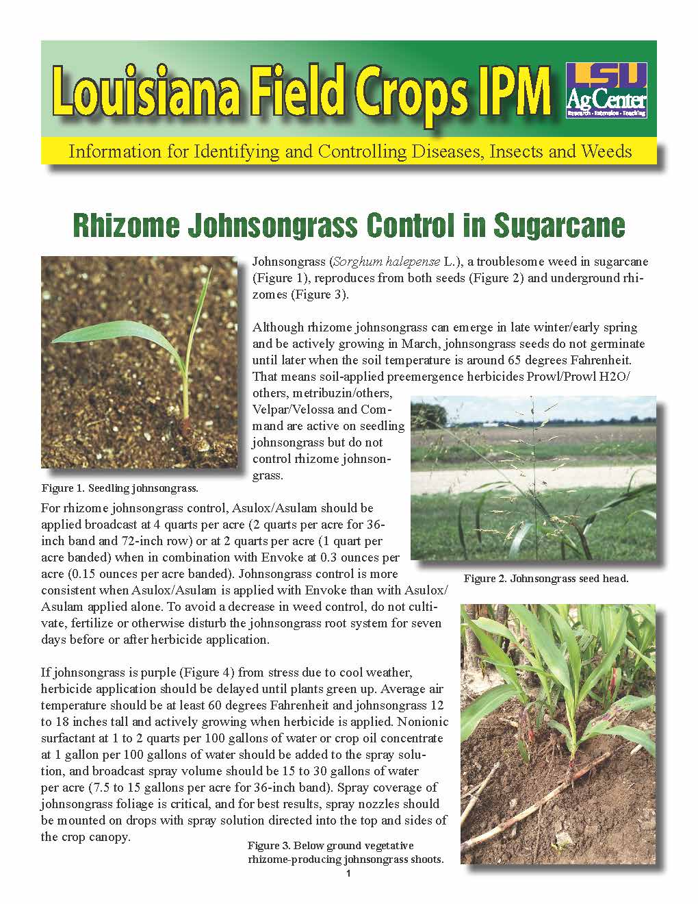 Rhizome Johnsongrass Control in Sugarcane