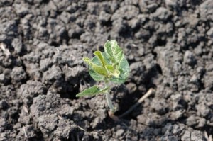 Insecticide Seed Treatments and Early Season Insects in Soybeans