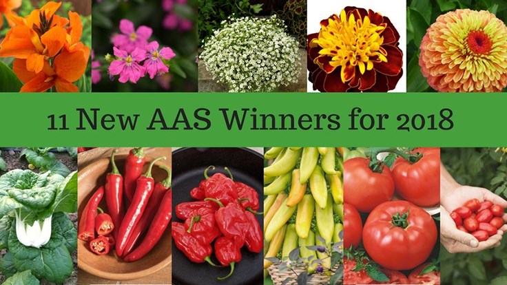 AAS_Winners_2018_webjpg