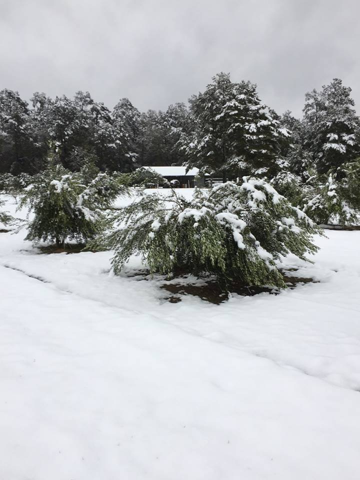 olivesnowjpg
