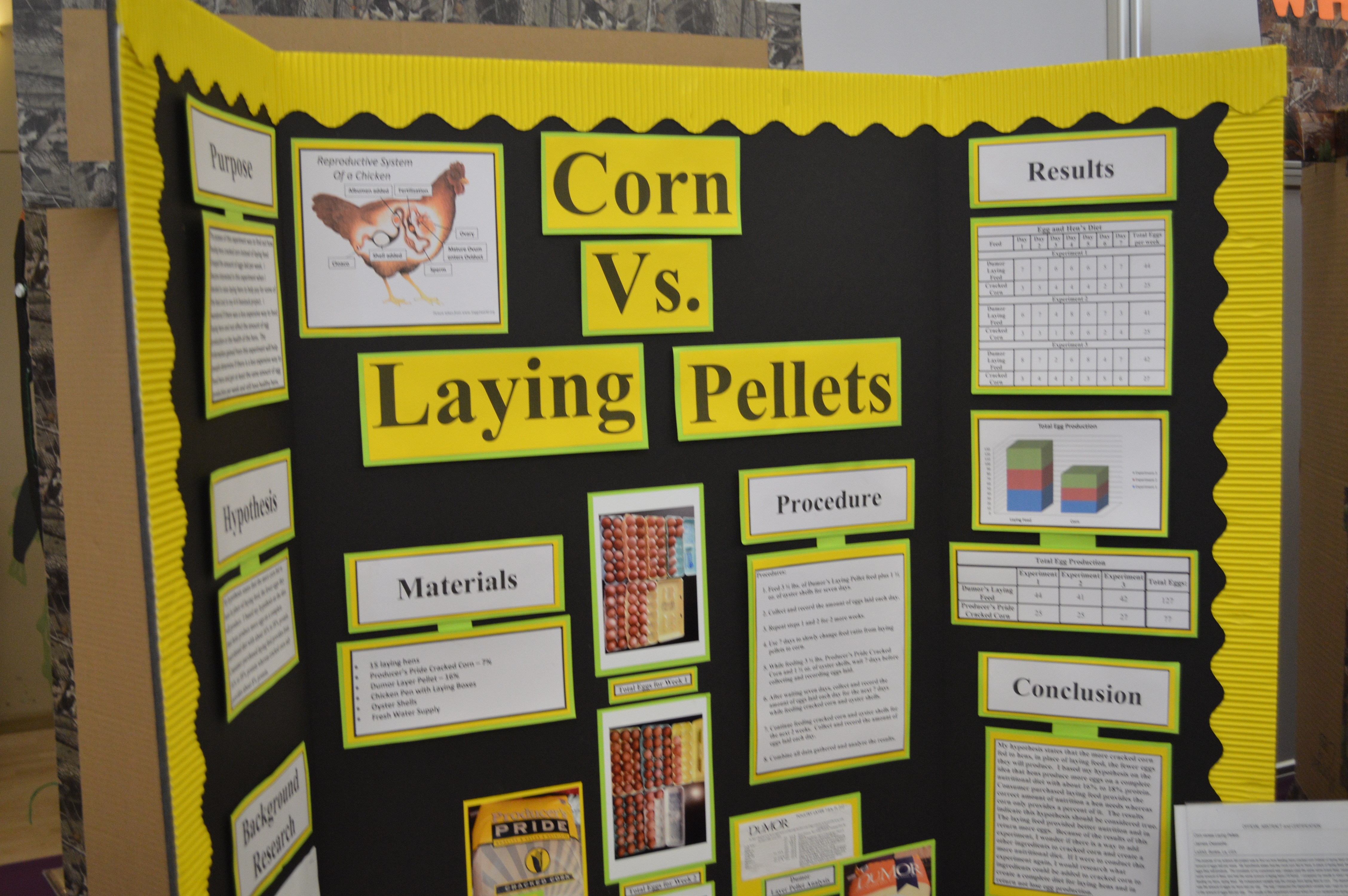 Corn vs. Laying Pellets