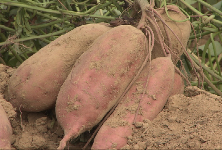 Sweet potato growers have good crop, new varieties