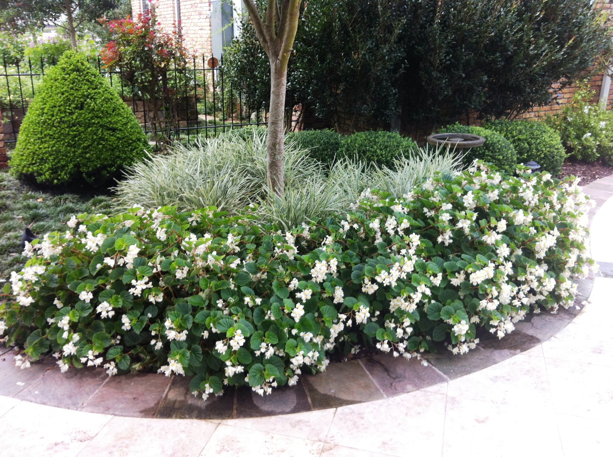 Colorful bedding plants bring shady landscapes to life
