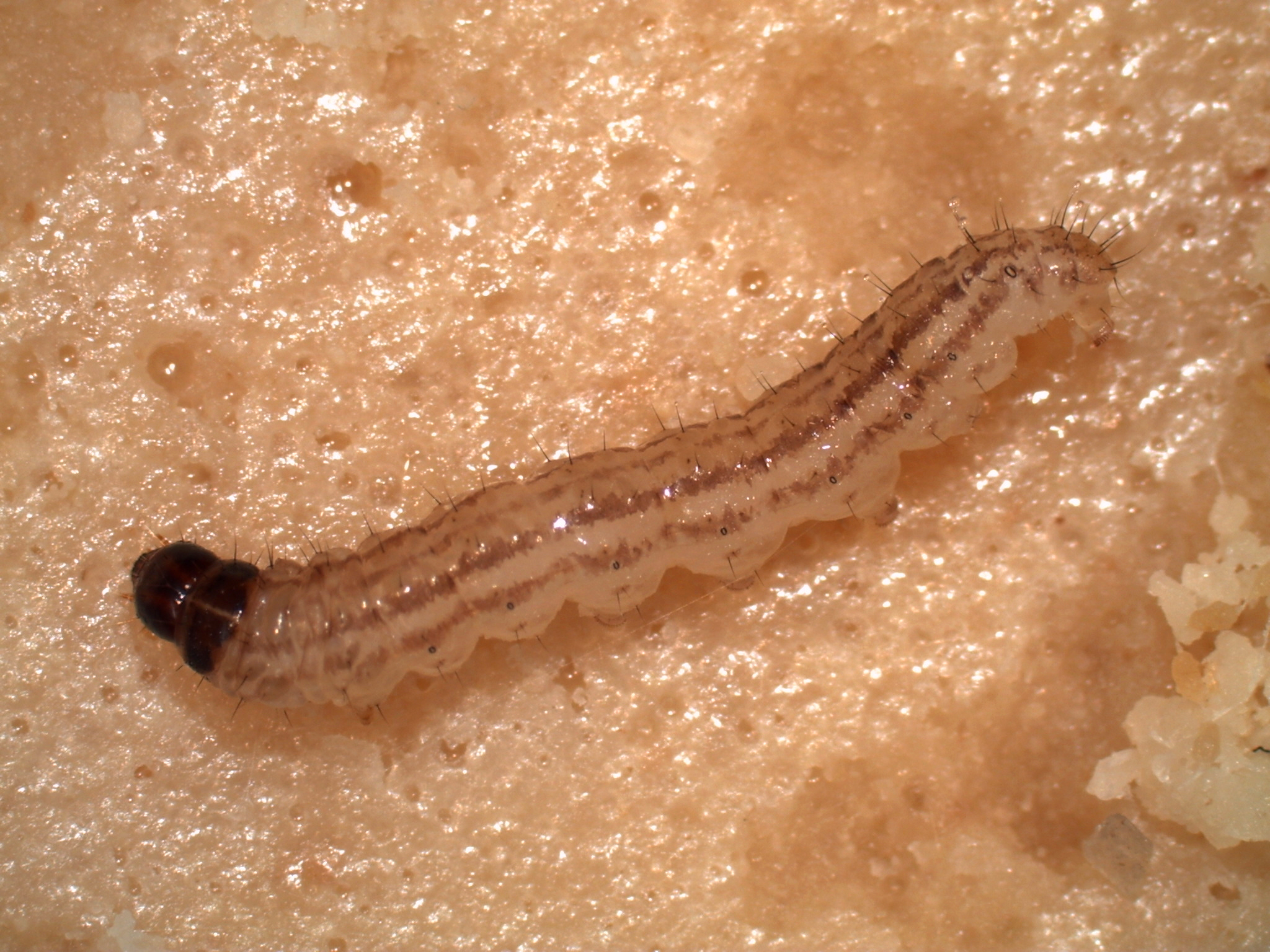 Rice Stalk Borer Larva 2