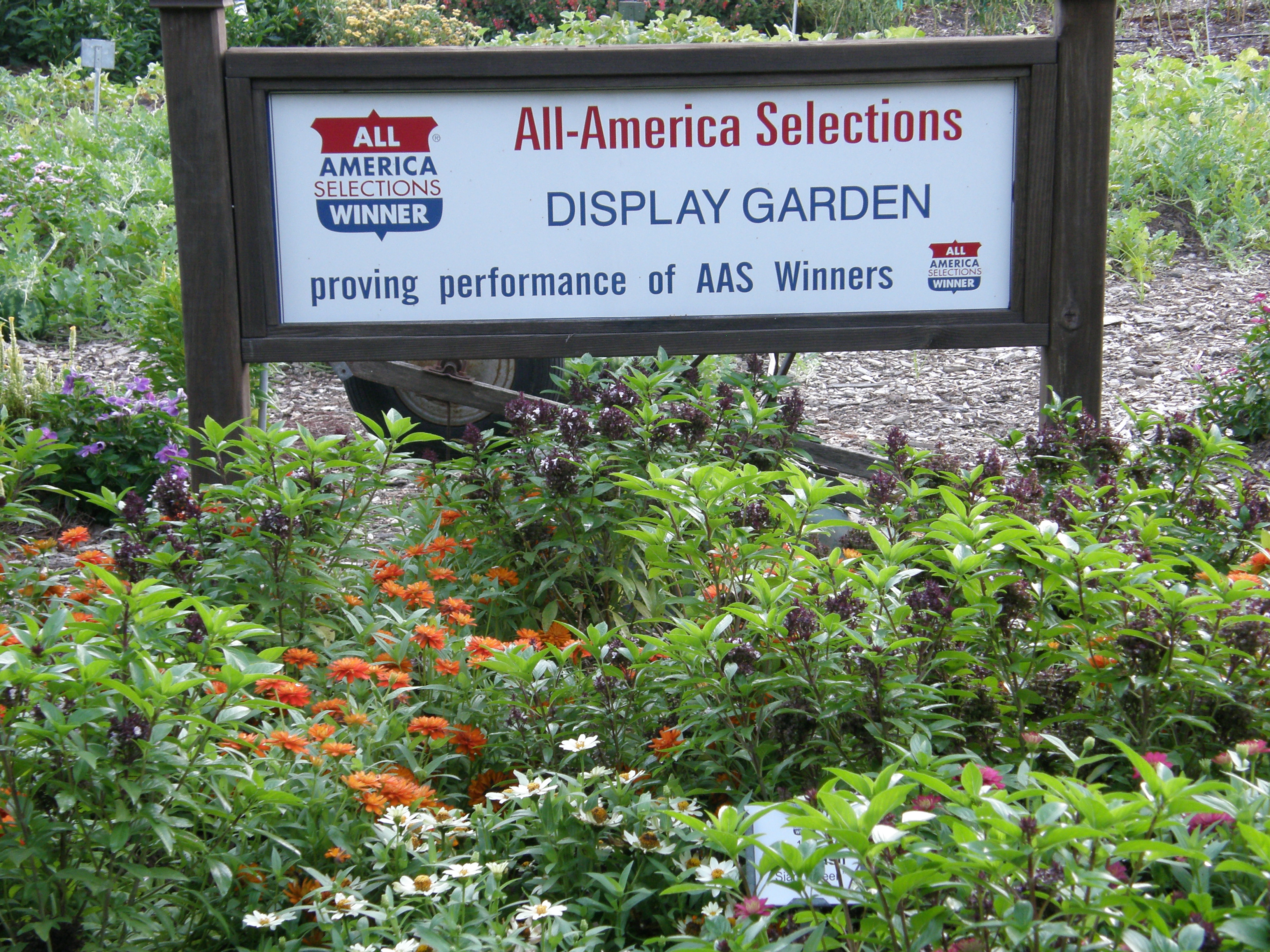 All-America Selections Display Garden