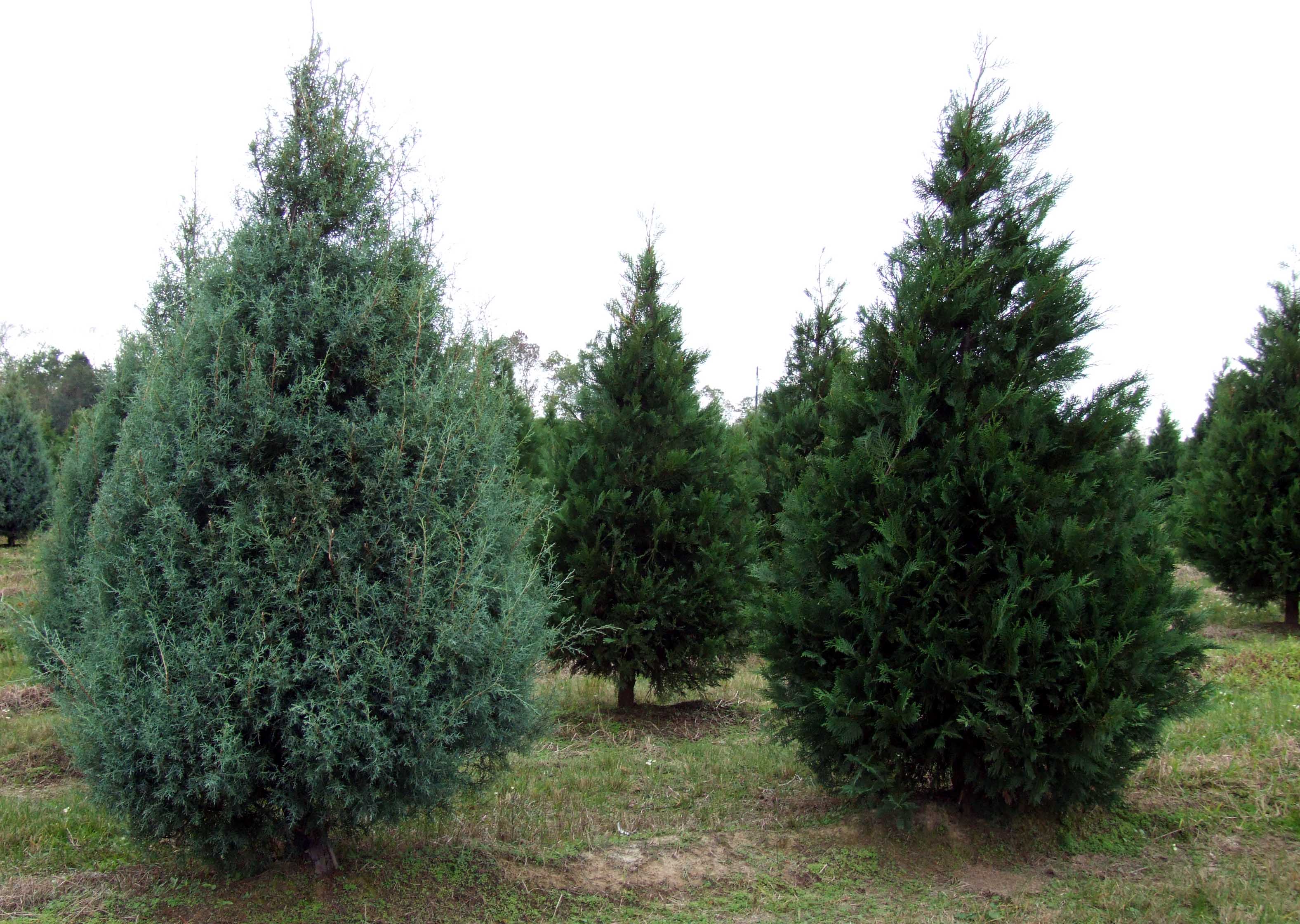 Expert Offers Tips On Choosing Caring For Holiday Tree