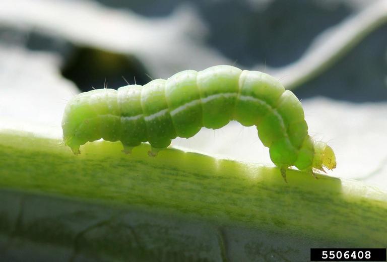 Insect Problems in the Vegetable Garden: Chewing Insects