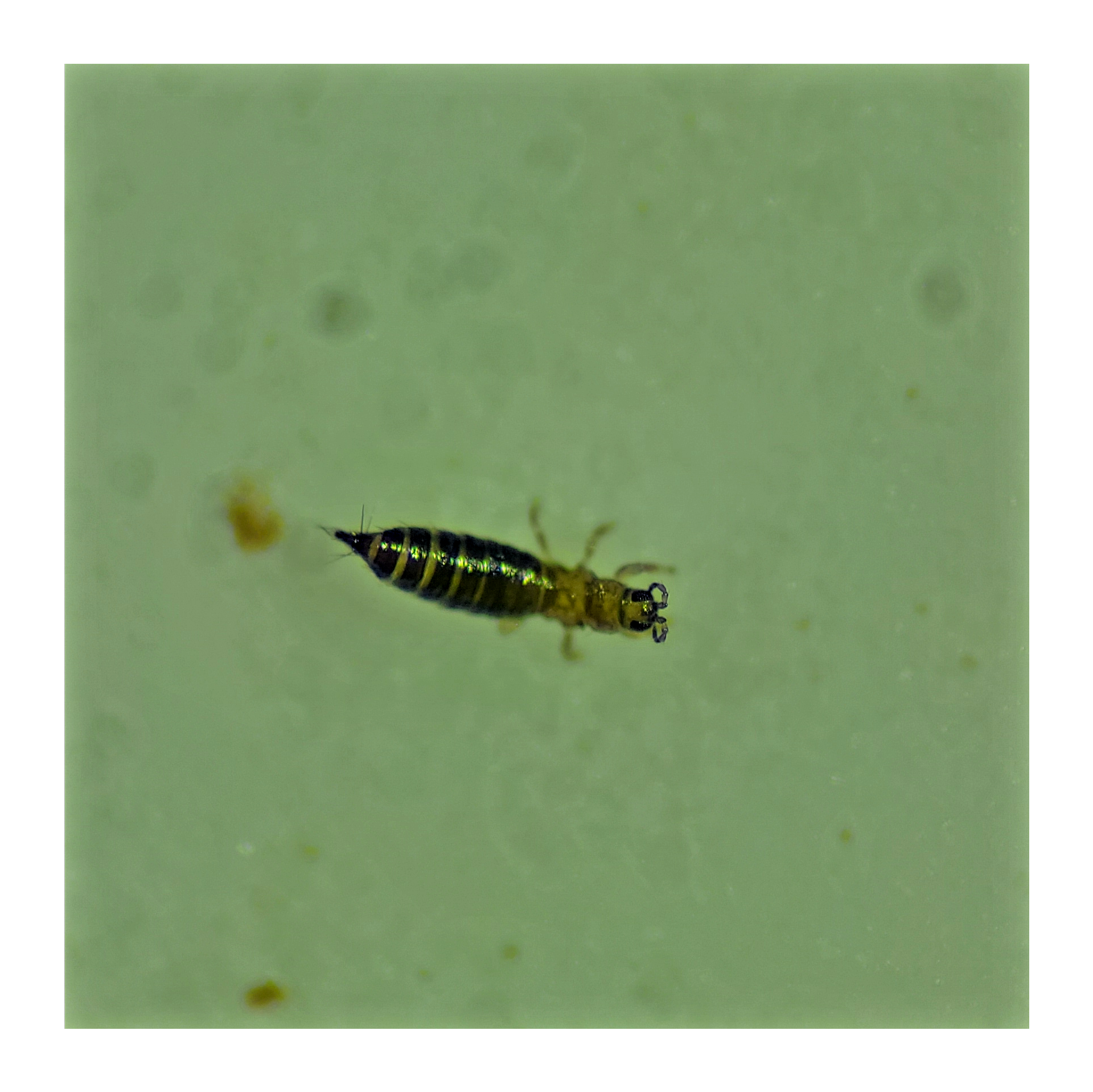 Managing Thrips in Louisiana Cotton