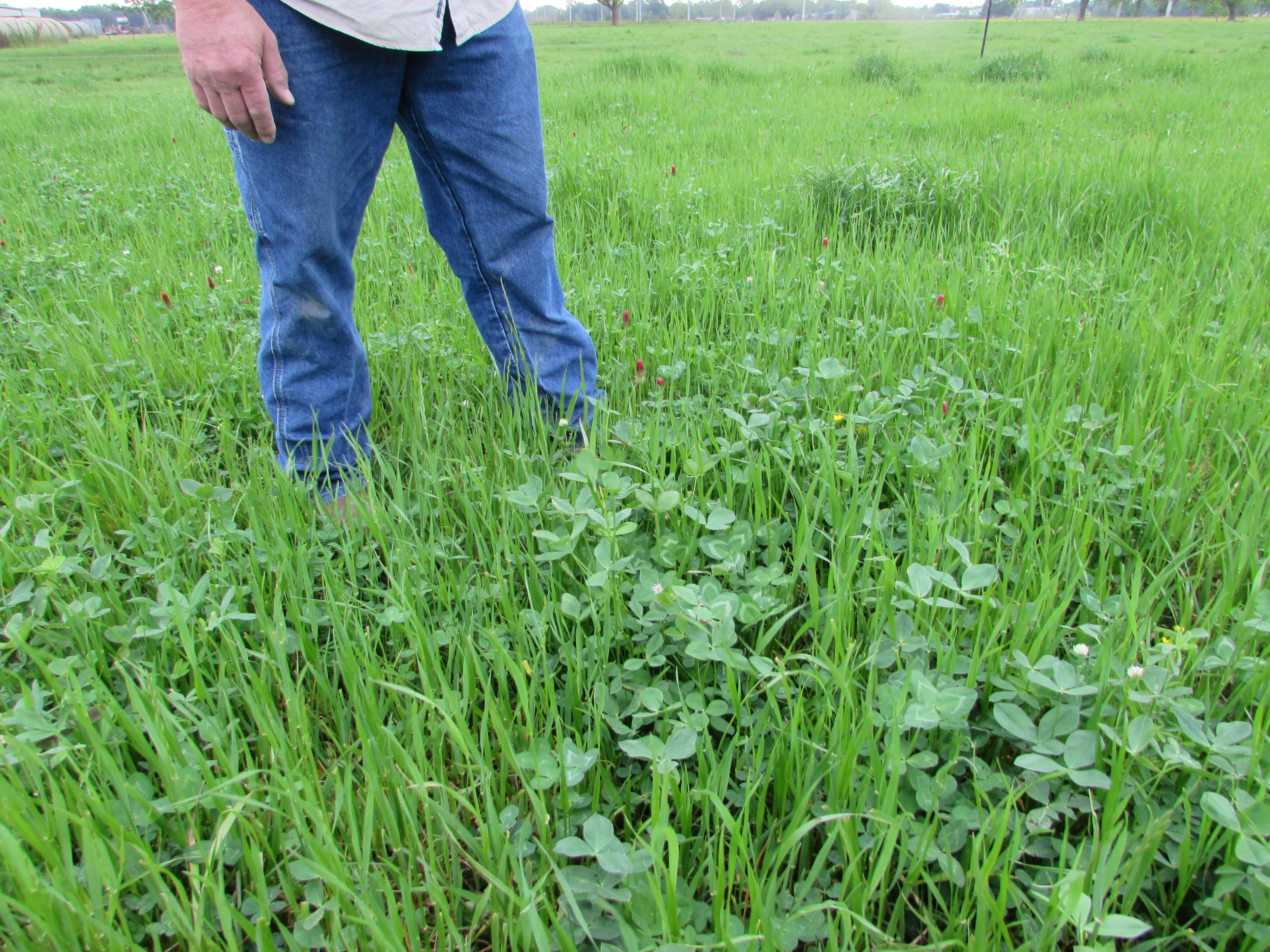 Encouraging Pollinator Habitats in Production Agriculture