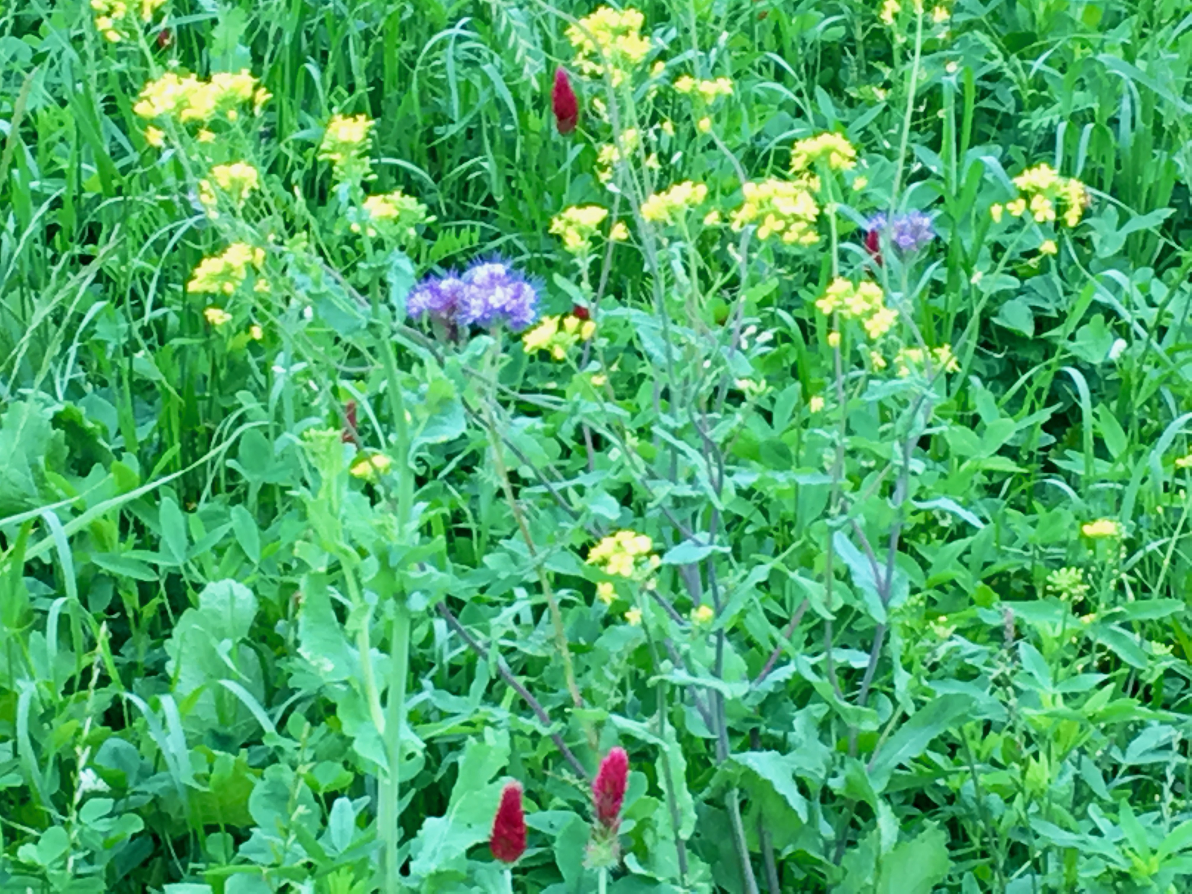 Red, yellow and purple flowers in field.