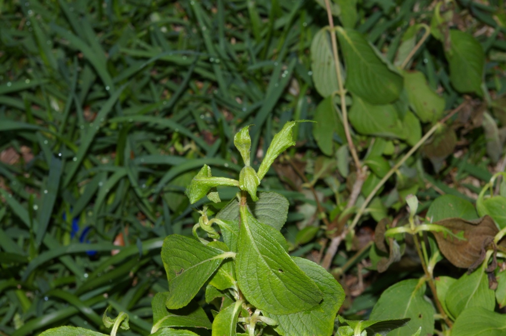 damage