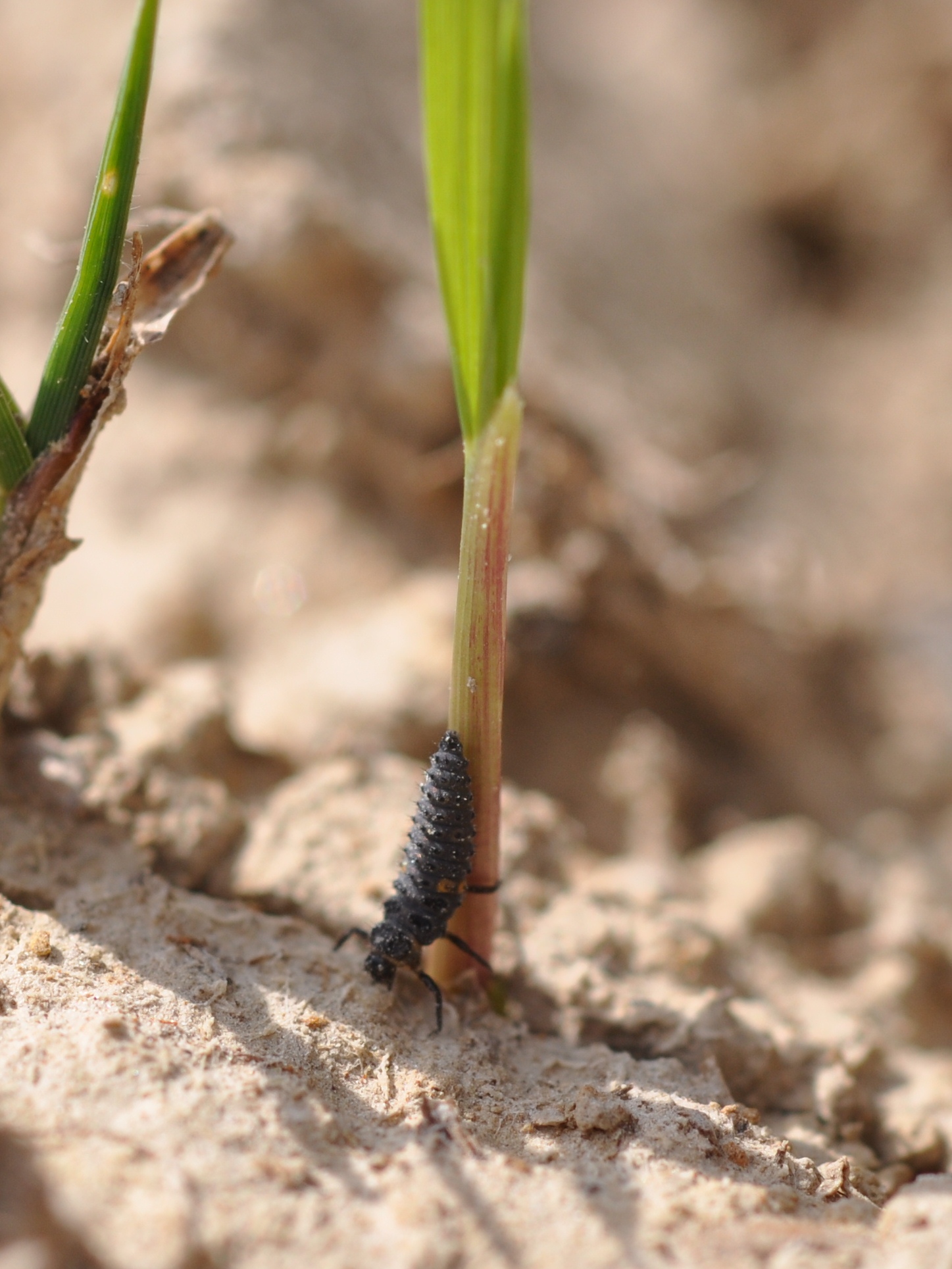 Lady Beetle Larva 3