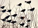 Nuisance Animals for Homeowners