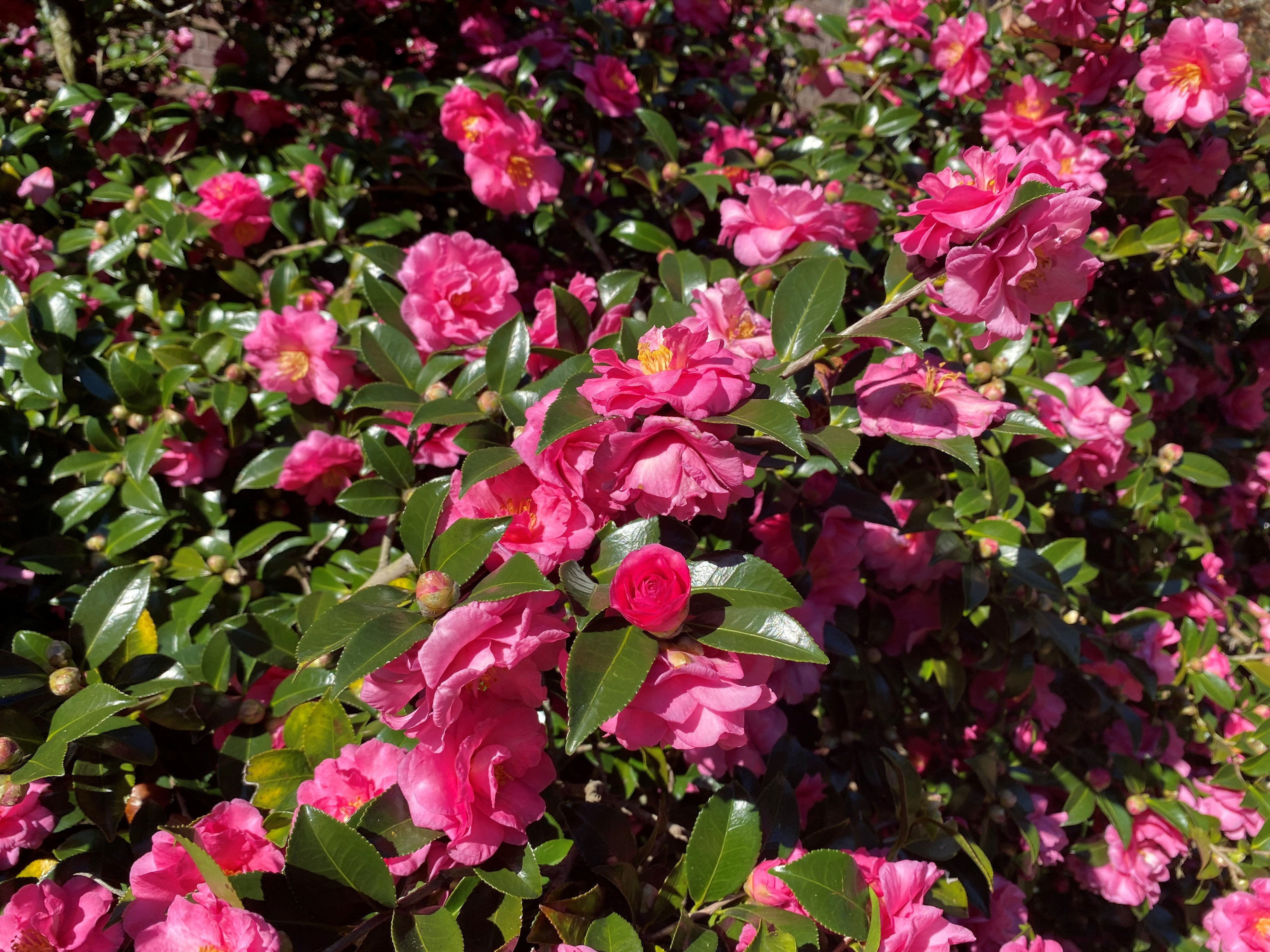 camellia.jpg thumbnail