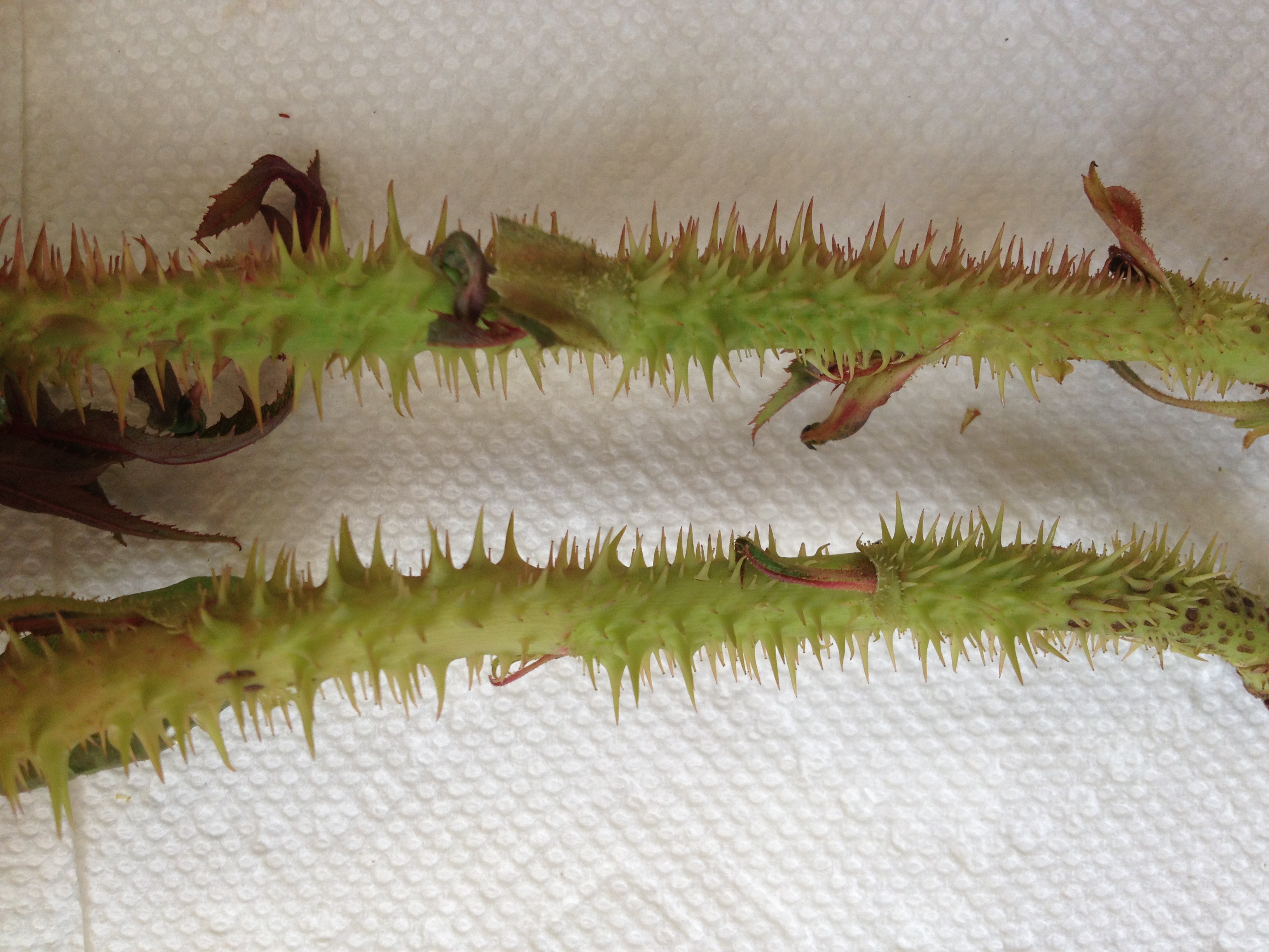 Rose rosette disease