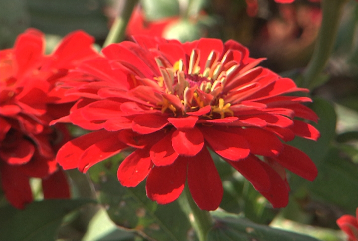 Field day participants learn about research behind beautiful plants