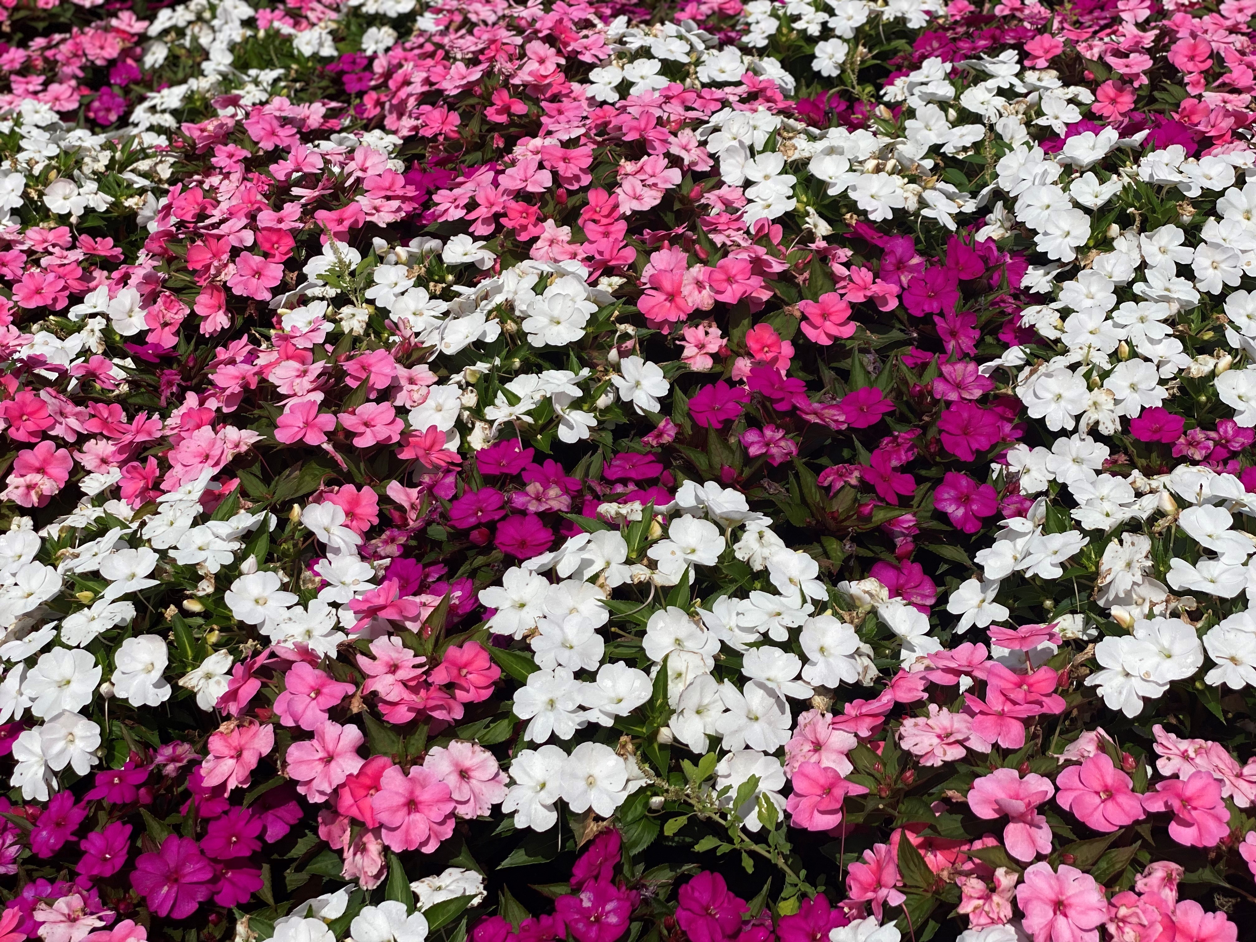 Compact SunPatiens.