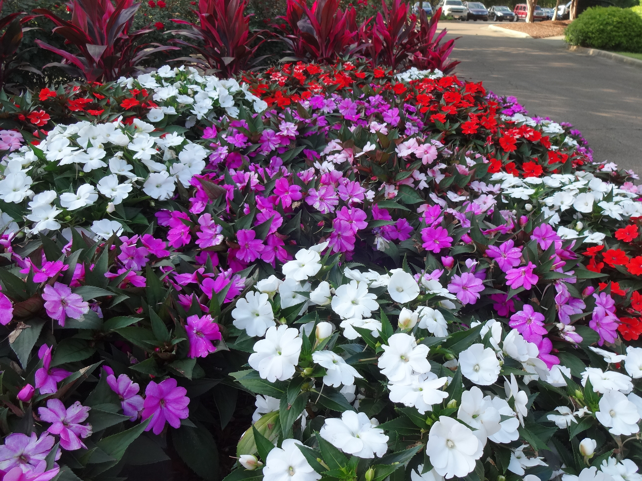 Beacon impatiens.