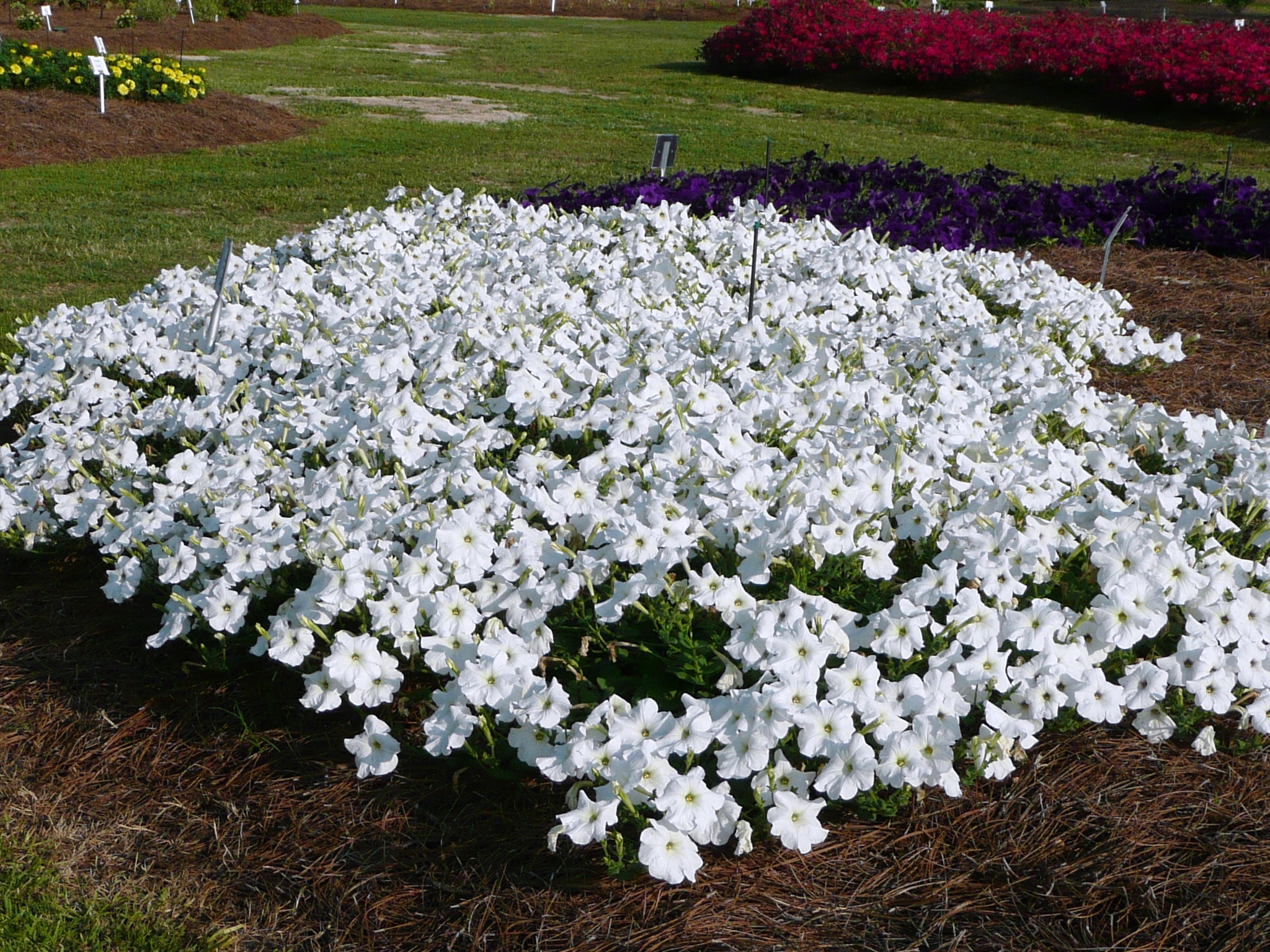 Plant petunias now through mid-October