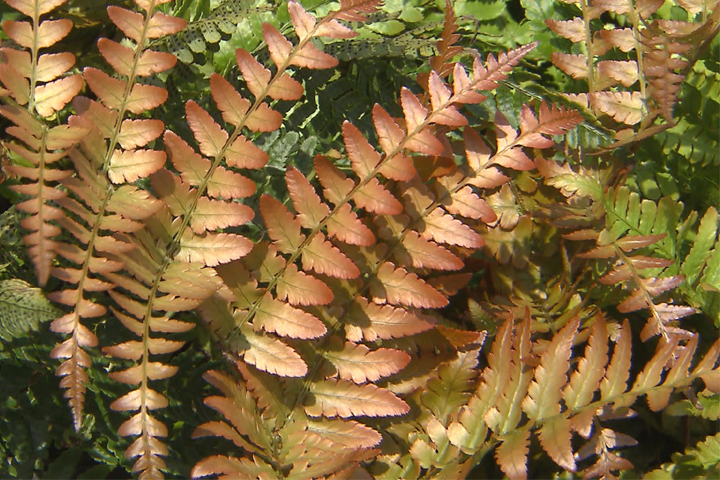 Autumn fern is evergreen with copper color