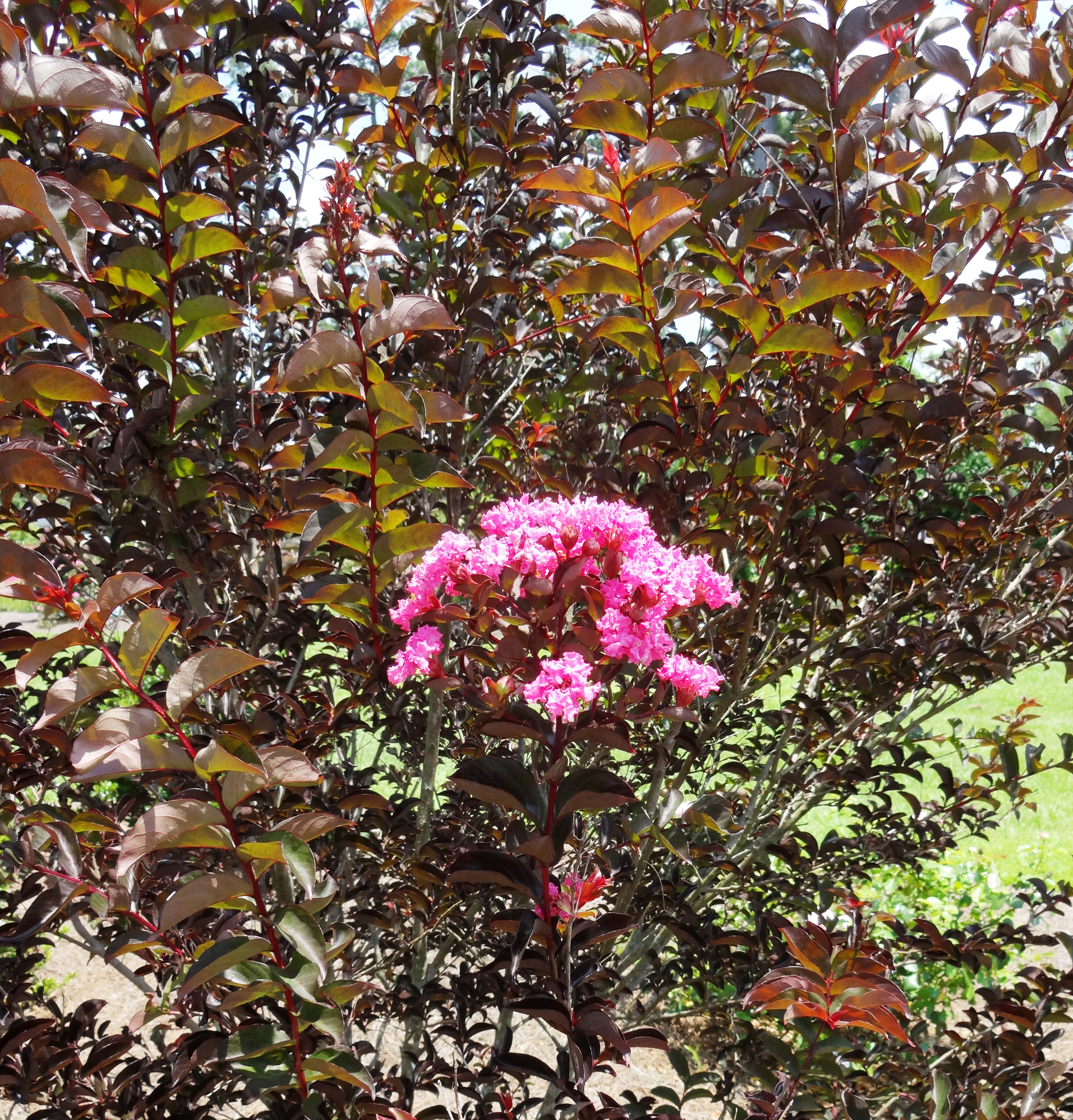 Delta Jazz crape myrtle