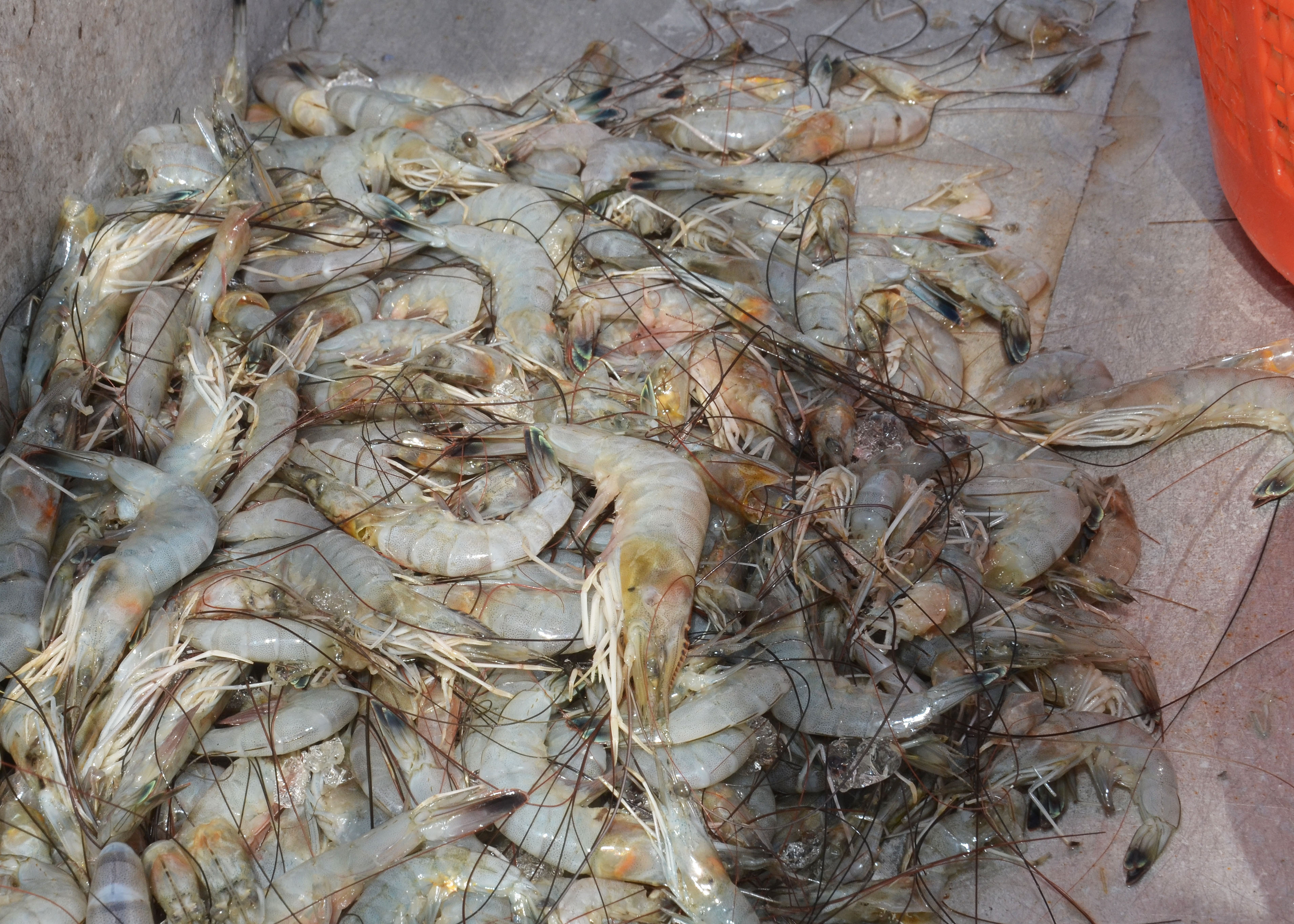 Your Freshest Catch: Louisiana Direct Seafood Marketing Helps Grow the Local Industry