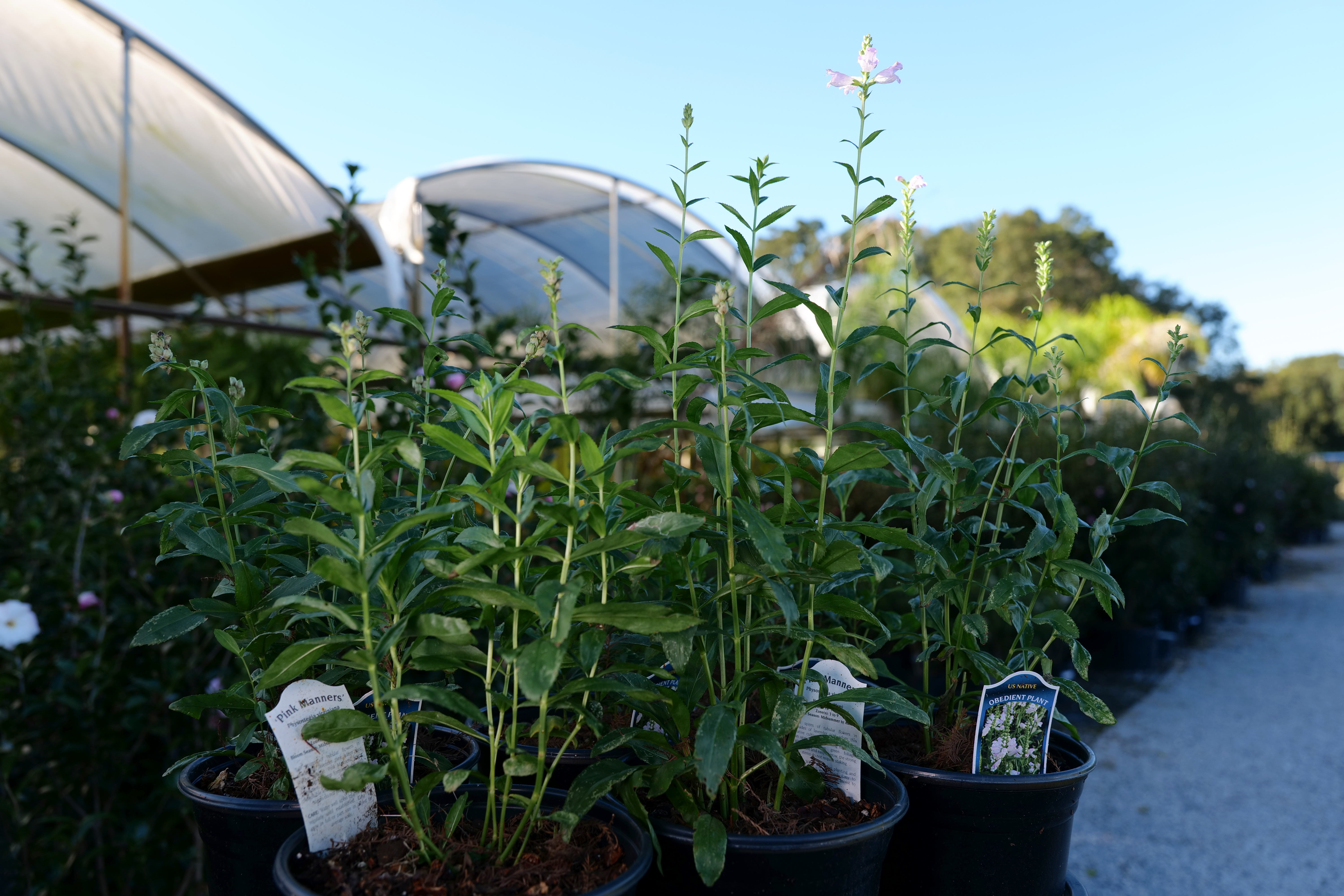 Plants in containers at retail nursery.
