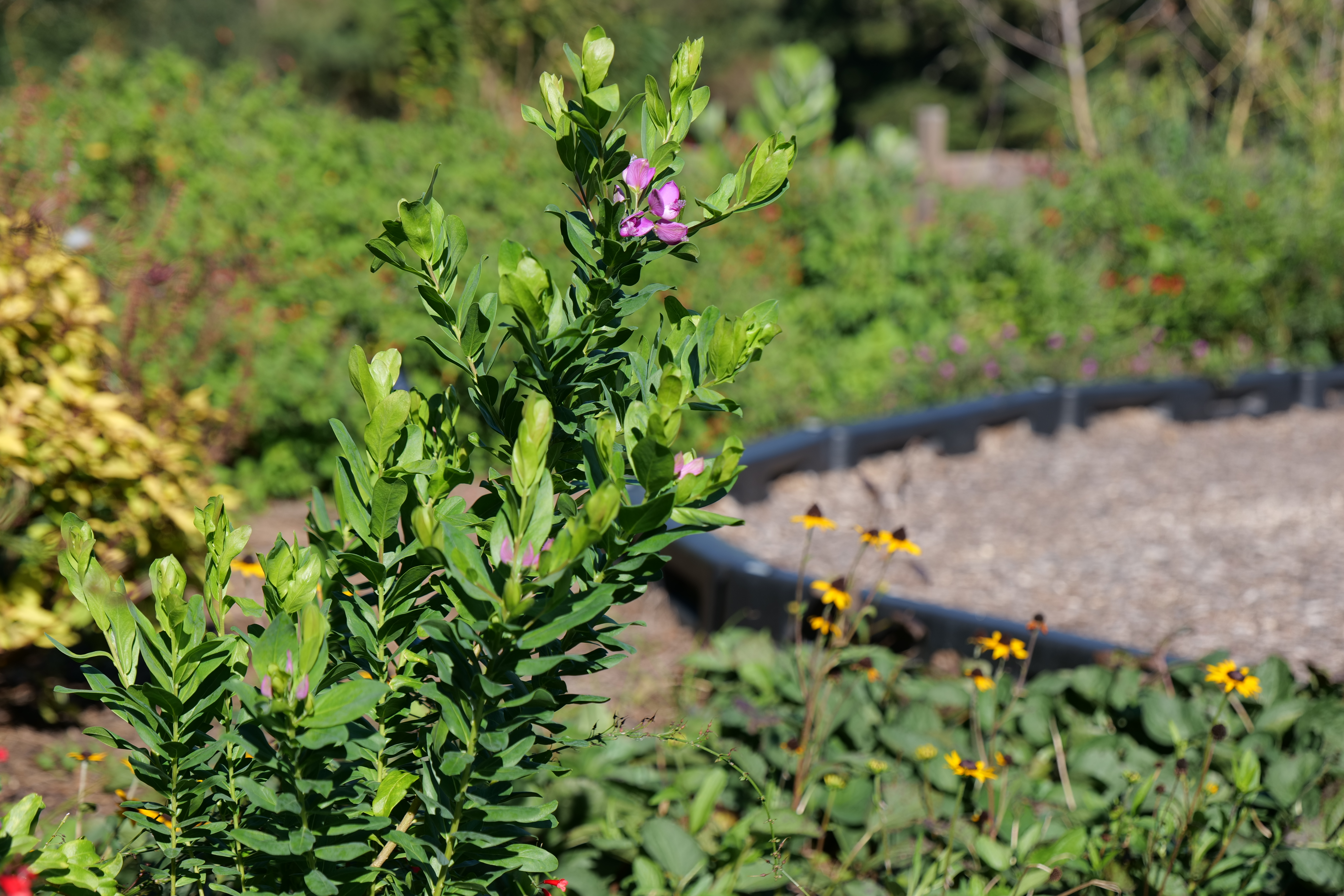 Fall is for planting flowering perennials