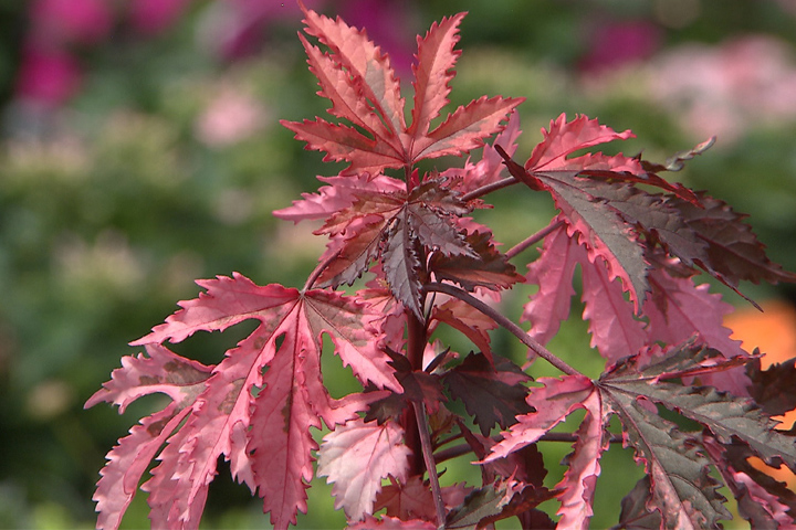 Hibiscus plants offer brillant foilage
