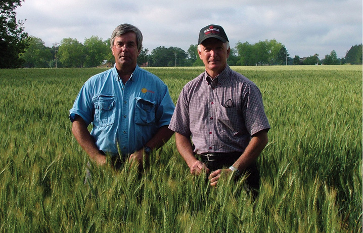 Wheat and Oat Breeding: Intellectual Property Guarded, Used and Shared
