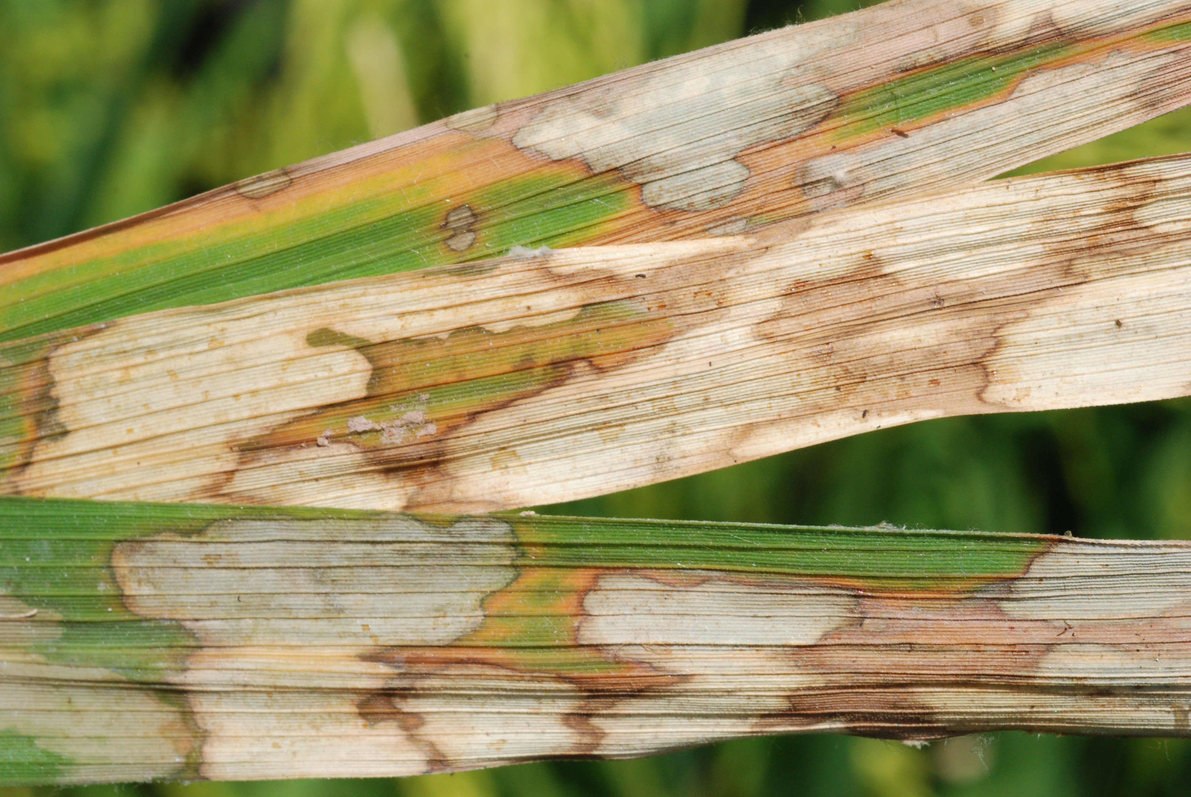 Typical Damage to Rice Leaves