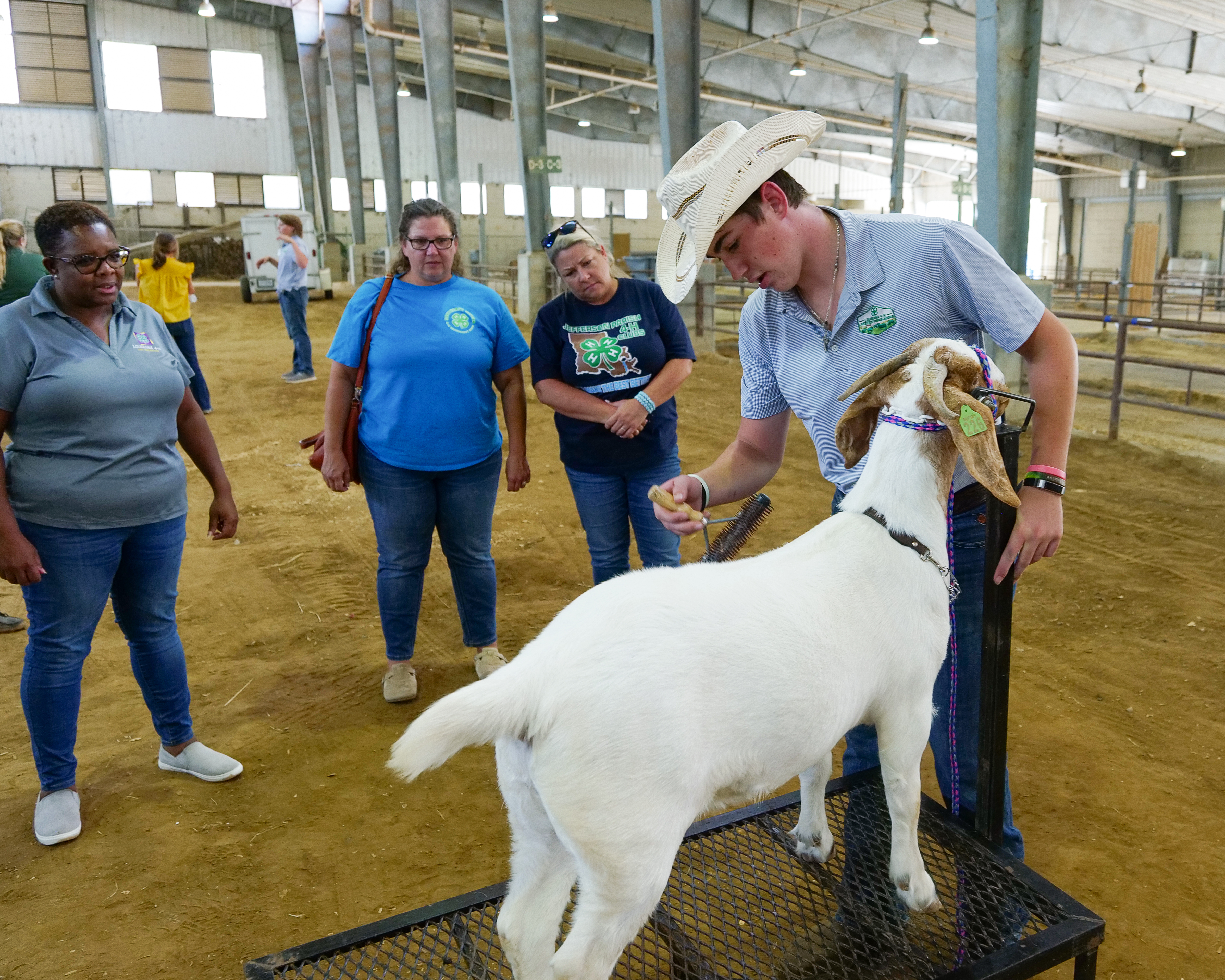 Boy brushing goat while three women stand nearby watching.