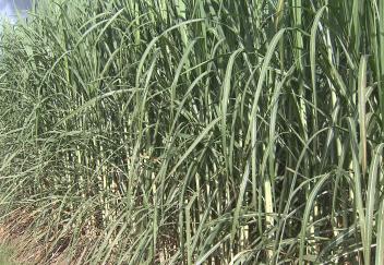 Sugarcane crop progessing well
