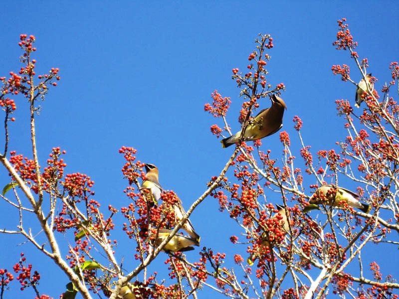 Create bird habitats in your yard
