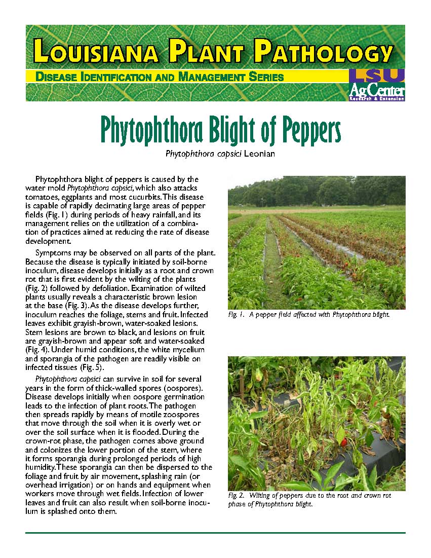 Louisiana Plant Pathology:  Phytophthora Blight of Peppers