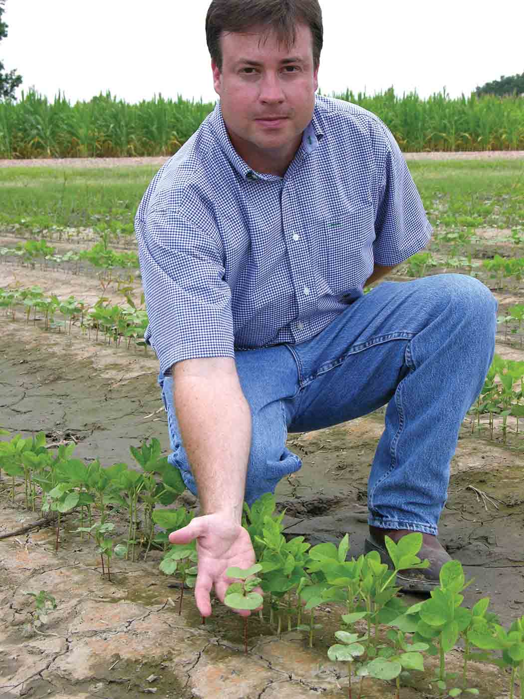 When Crops Become Weeds: Control Strategies