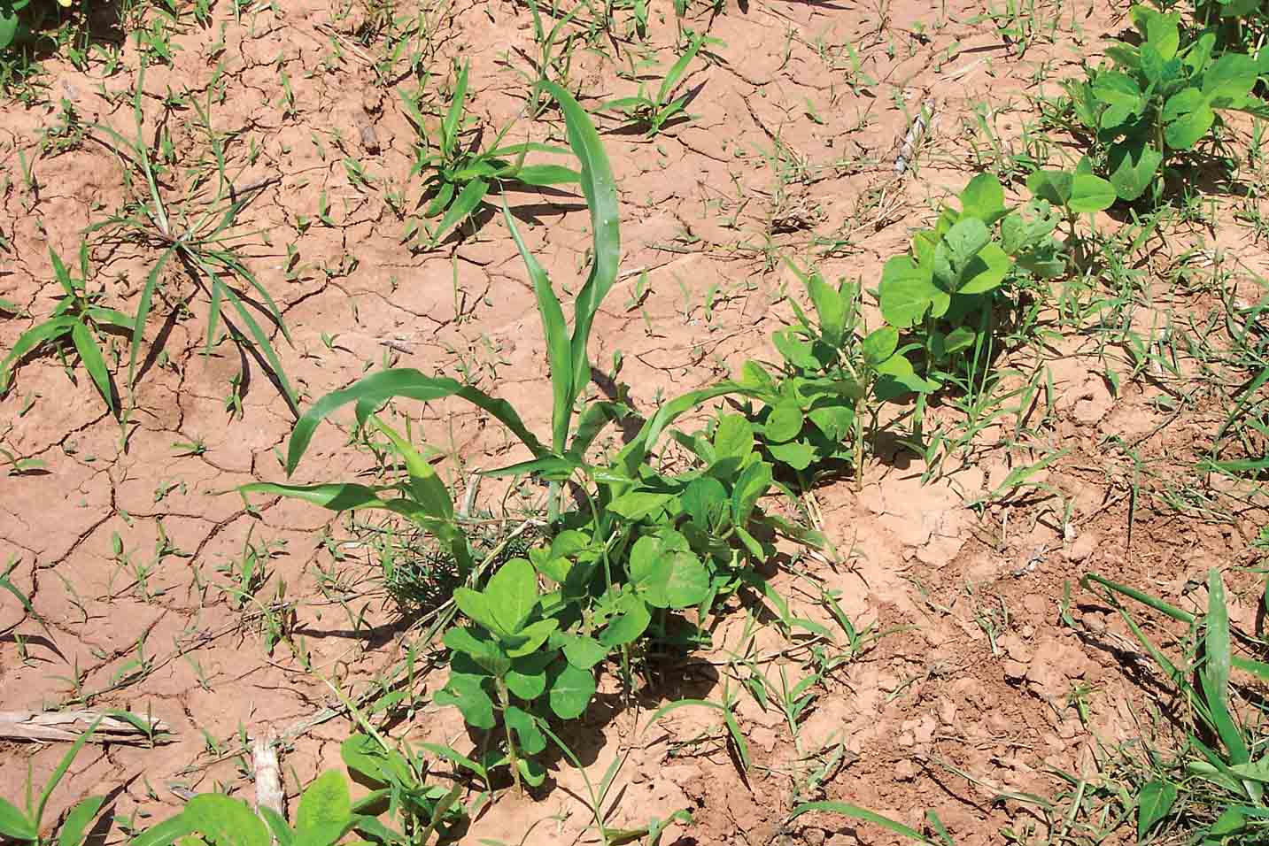 Corn and Soybeans