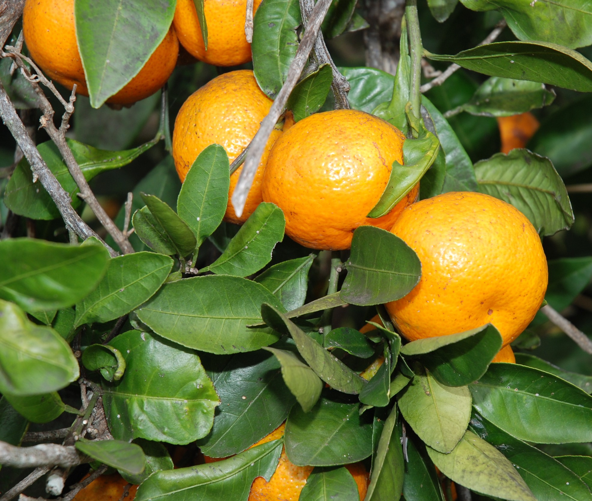 Cold snap good for Louisiana citrus