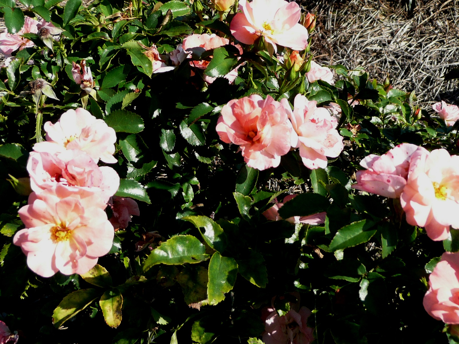 Peach Drift rose